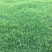 沙培果岭草混播黑麦草