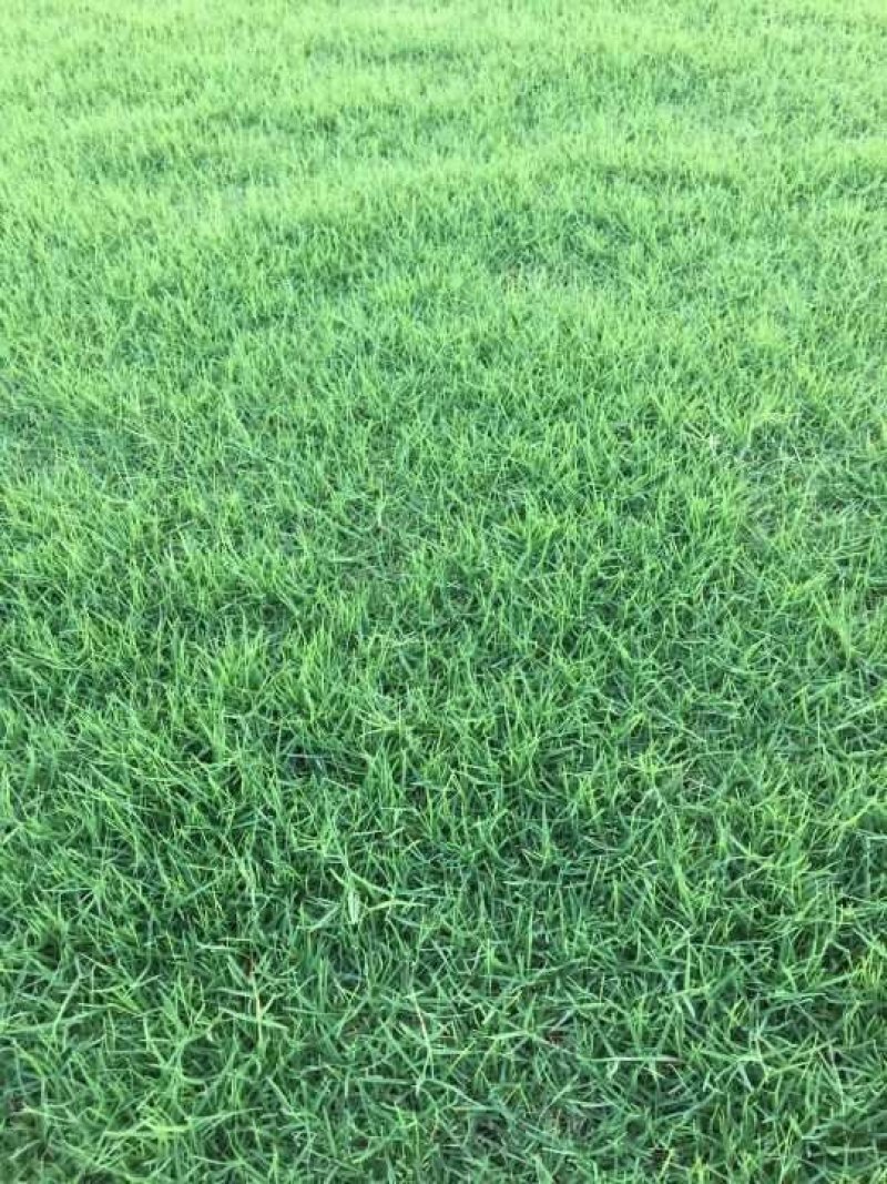沙培果岭草混播黑麦草