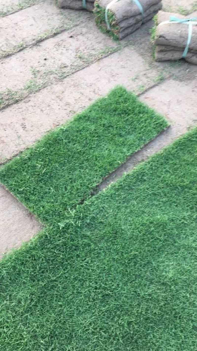 沙培果岭草混播黑麦草