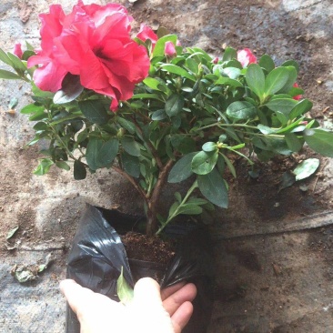 独杆普红杜鹃