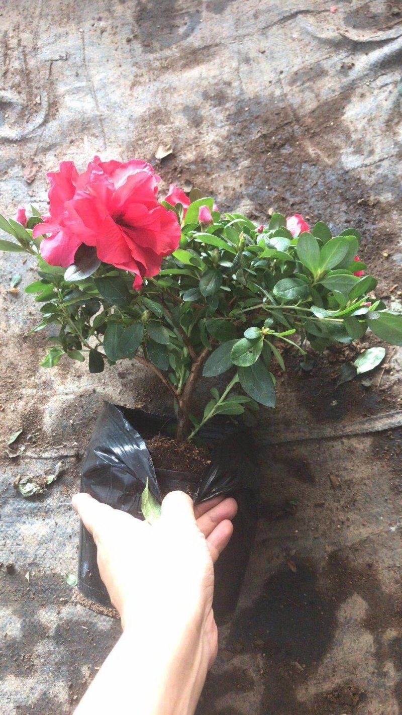 独杆普红杜鹃