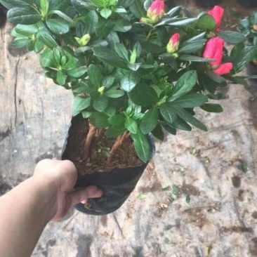克瑞墨