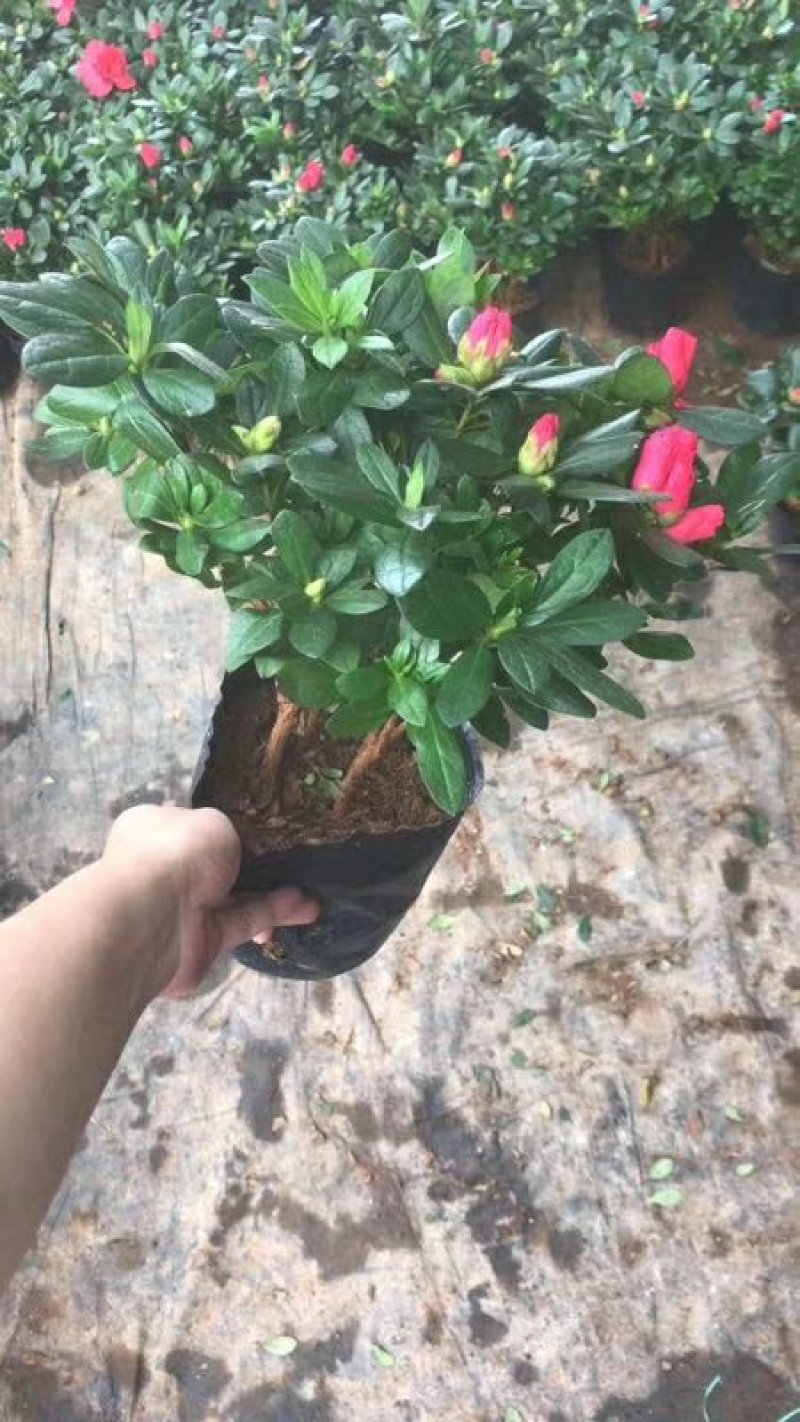克瑞墨