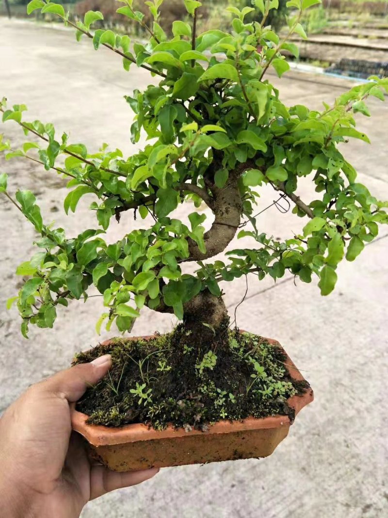 20公分S造型女贞