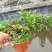 160悬崖清香木