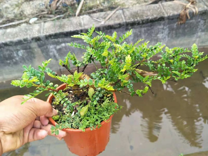 160悬崖清香木