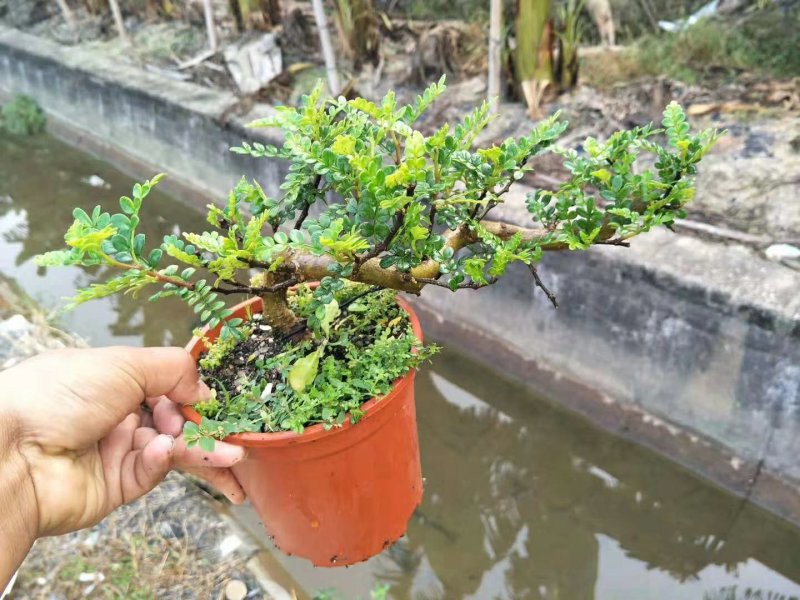 160悬崖清香木