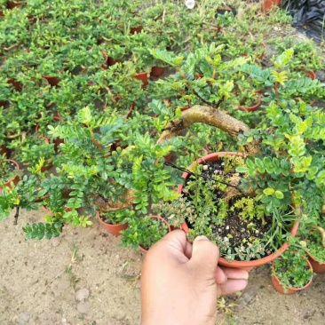 160悬崖清香木