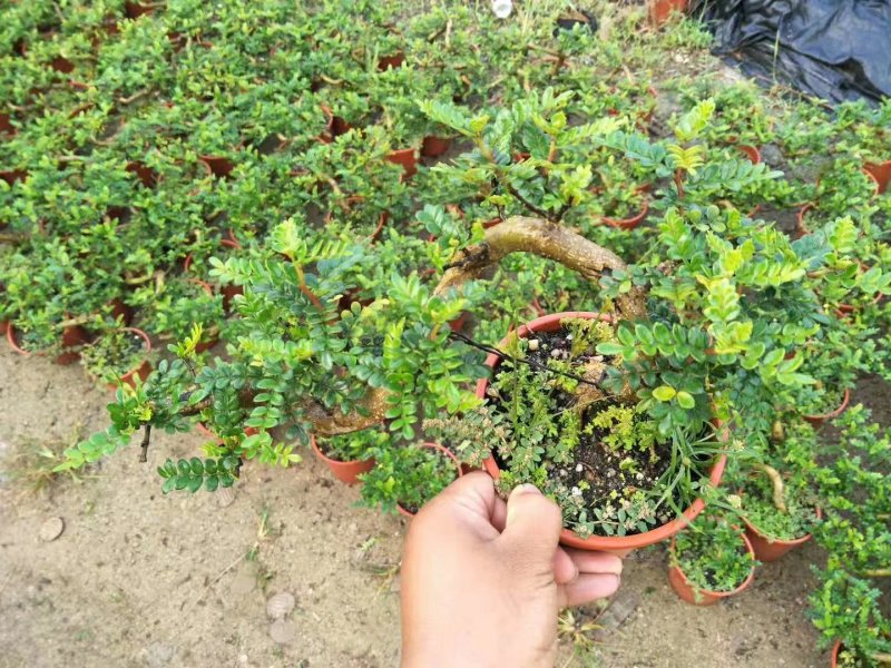 160悬崖清香木