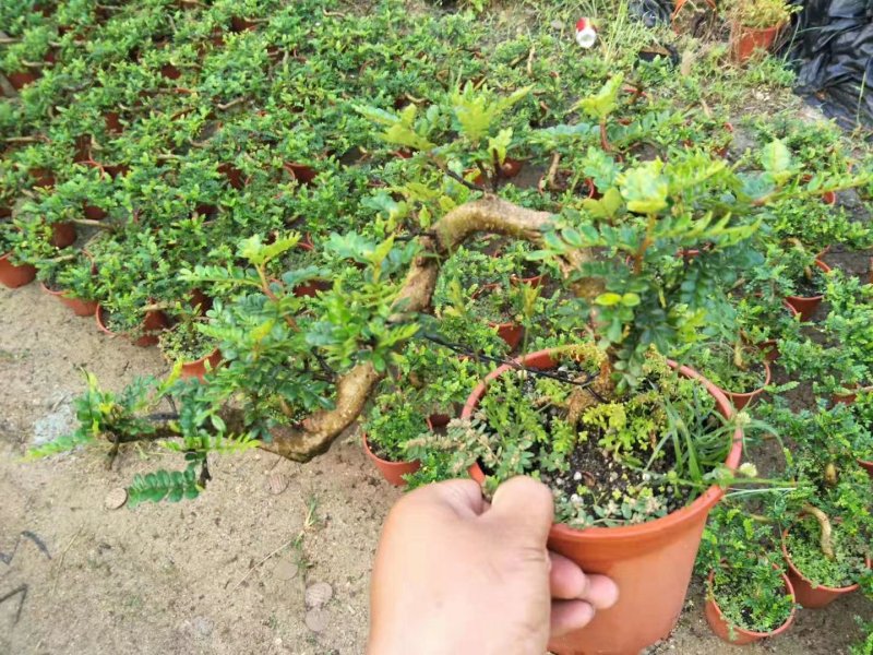 160悬崖清香木