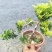 230悬崖米兰