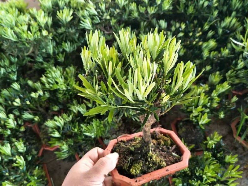 罗汉松
