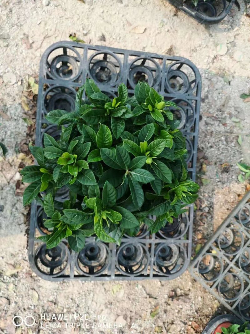 栀子花