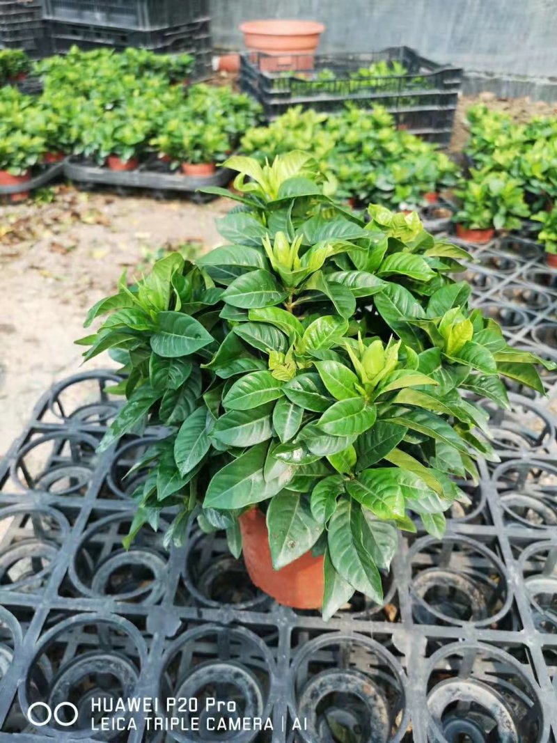 栀子花