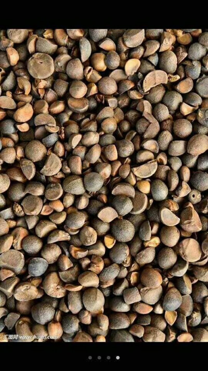 茶油果