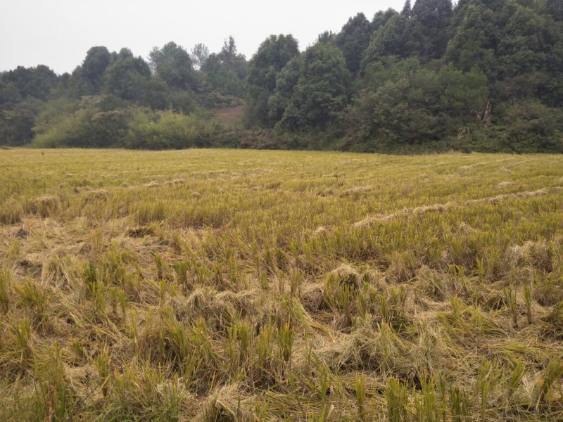 大量土地出租，政府行为参与