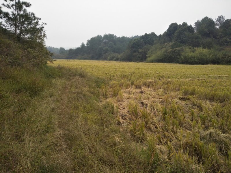 大量土地出租，政府行为参与