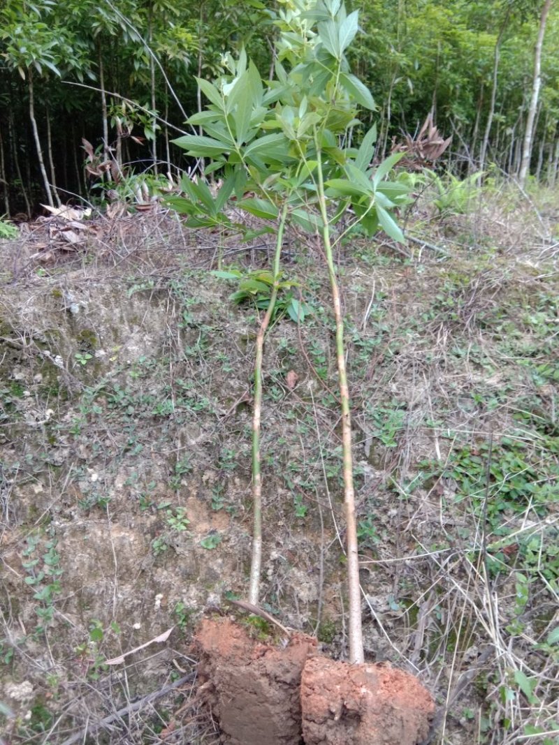 闽楠