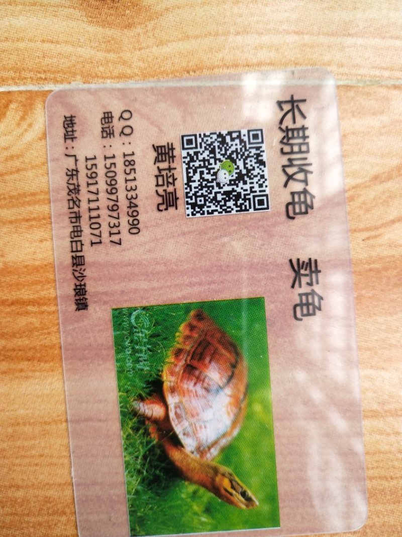 纯种石金钱龟1斤到4斤(25到40厘米）十年老龟