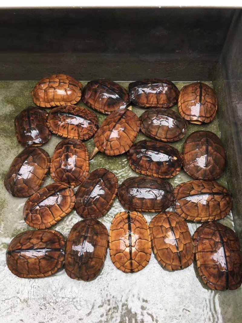 纯种石金钱龟1斤到4斤(25到40厘米）十年老龟