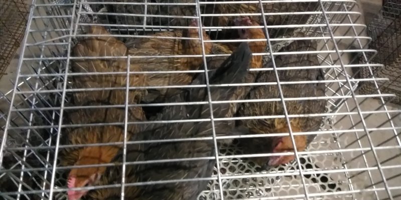 华北柴鸡开产母鸡下蛋草鸡高产柴鸡全国发货