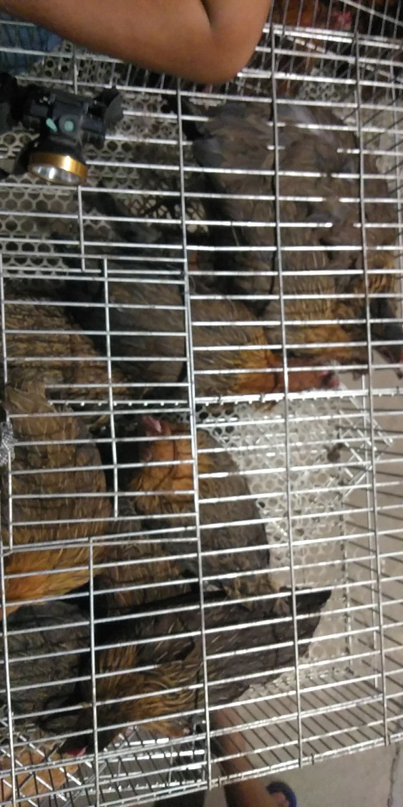 华北柴鸡开产母鸡下蛋草鸡高产柴鸡全国发货