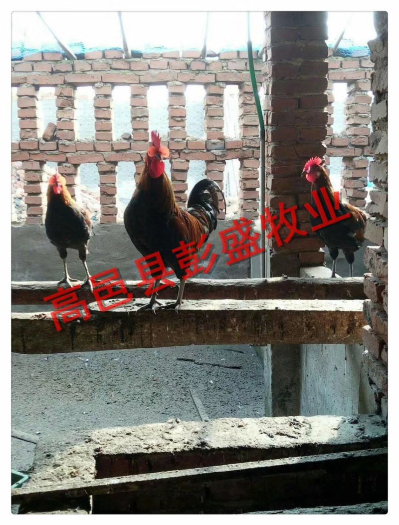 种蛋柴鸡种蛋华北柴鸡种蛋品种纯正全国发货