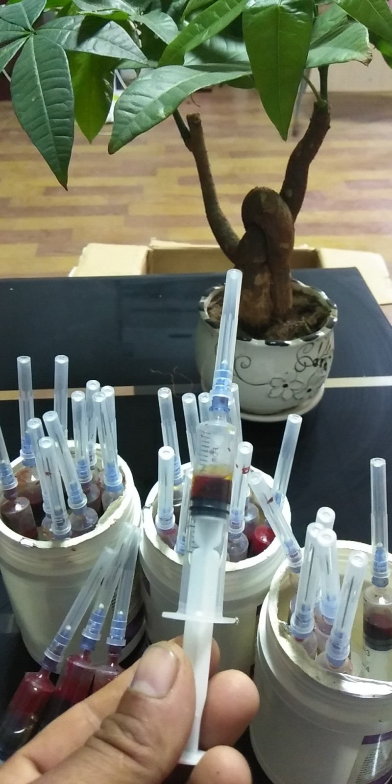 种蛋柴鸡种蛋华北柴鸡种蛋品种纯正全国发货
