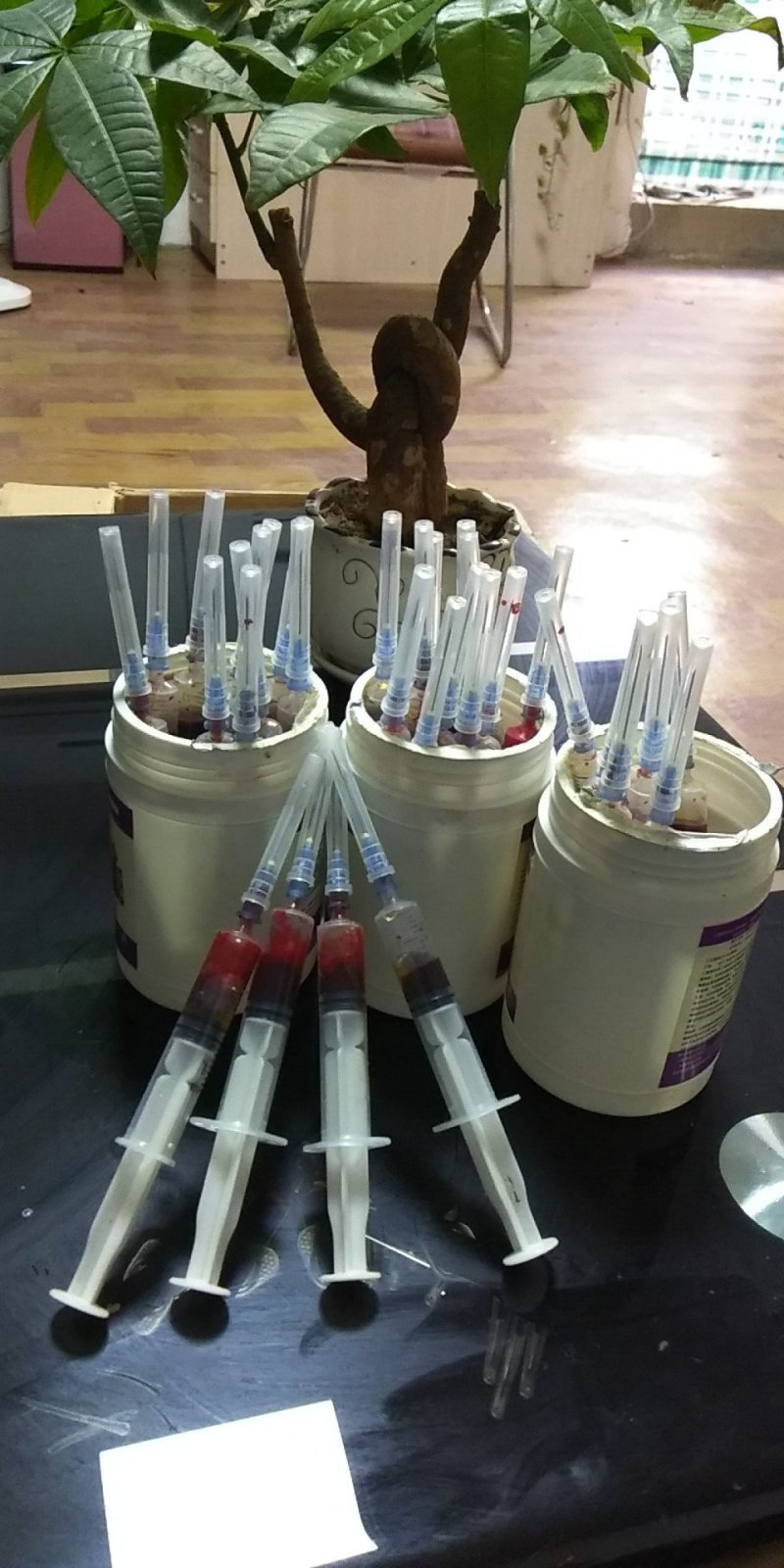 种蛋柴鸡种蛋华北柴鸡种蛋品种纯正全国发货