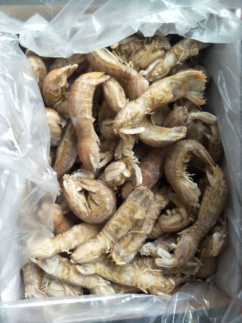 濑尿虾