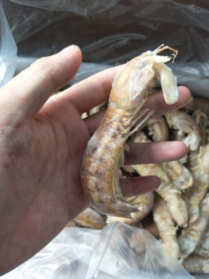濑尿虾