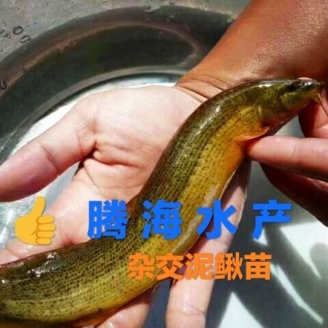 【泥鳅苗】/教技术/签订养殖合同/收购成品/专业扶持养殖