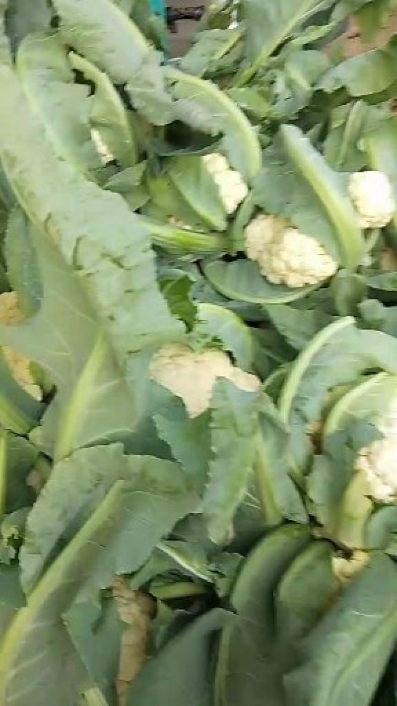 雪玉，花菜精品