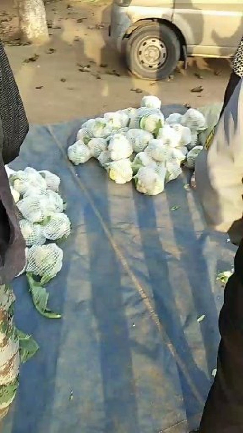 雪玉，花菜精品