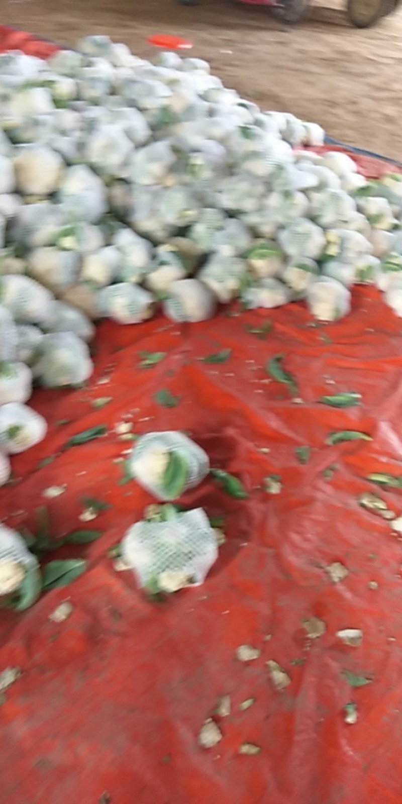 雪玉，花菜精品