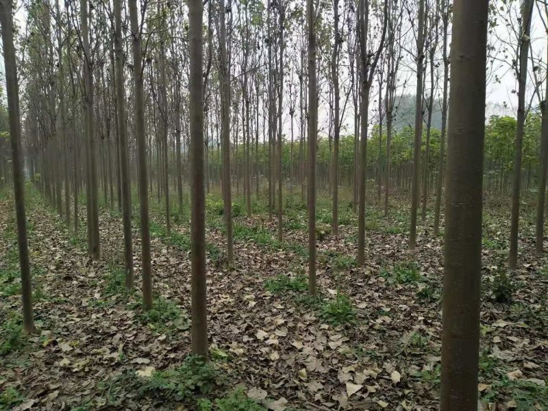 大量出售楸树，梓树，自己家树，价格便宜，诚信经营出售