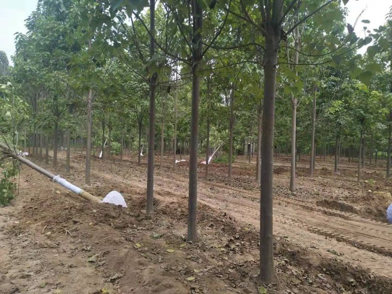 大量出售楸树，梓树，自己家树，价格便宜，诚信经营出售