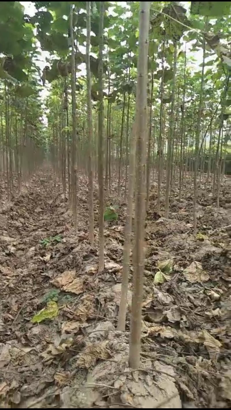 大量出售楸树，梓树，自己家树，价格便宜，诚信经营出售