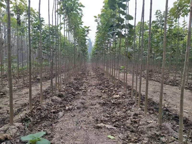 大量出售楸树，梓树，自己家树，价格便宜，诚信经营出售