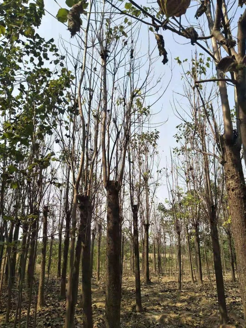 大量出售楸树，梓树，自己家树，价格便宜，诚信经营出售