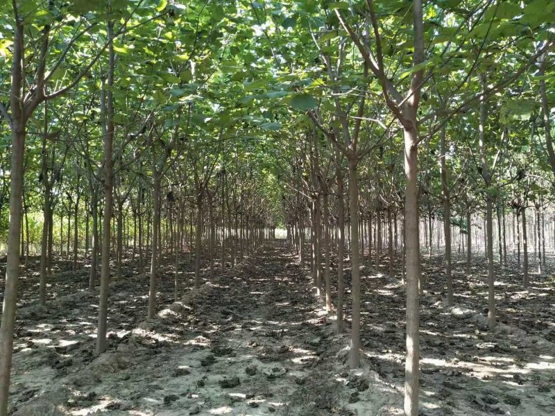 大量出售楸树，梓树，自己家树，价格便宜，诚信经营出售