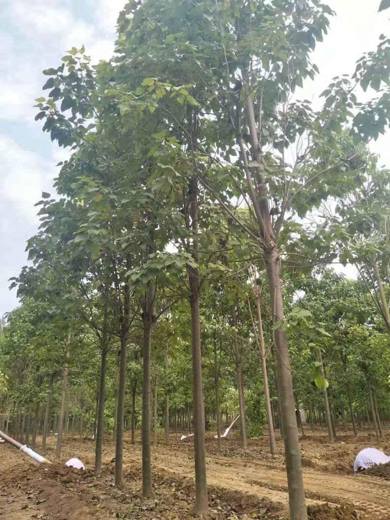 大量出售楸树，梓树，自己家树，价格便宜，诚信经营出售