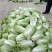 夏阳白菜