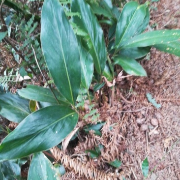 野香果