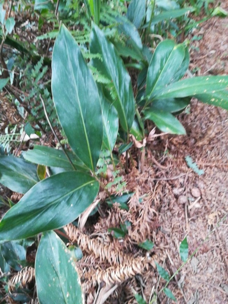 野香果