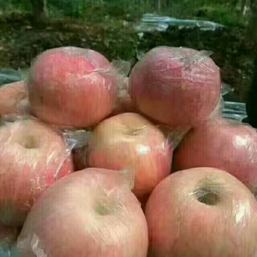 脆甜红富士苹果