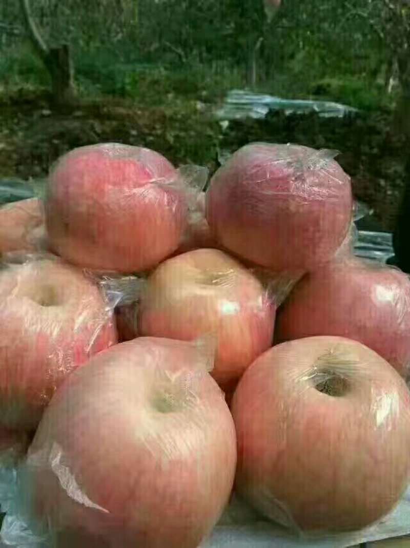 脆甜红富士苹果