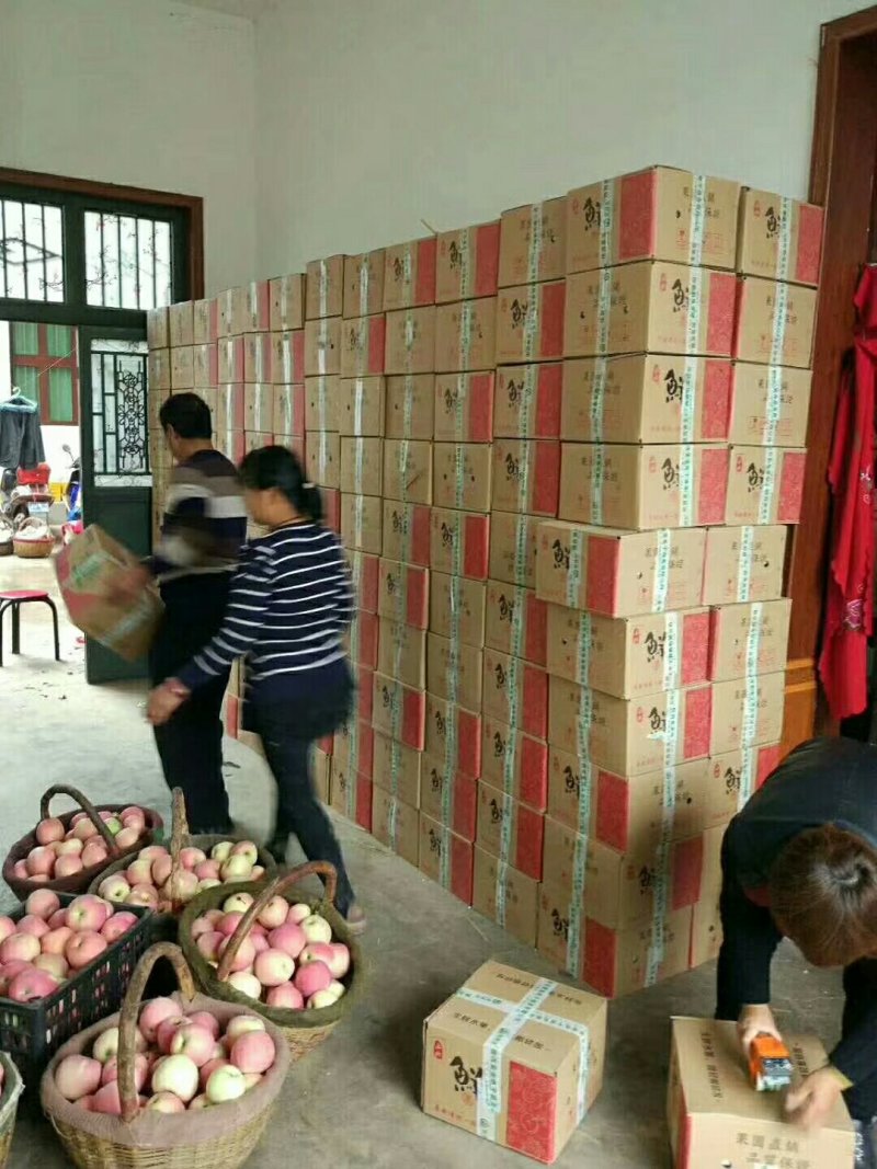 陕西红富士苹果，纸袋特价10斤包邮
