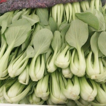 上海青小油菜小白菜
