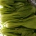 上海青小油菜小白菜